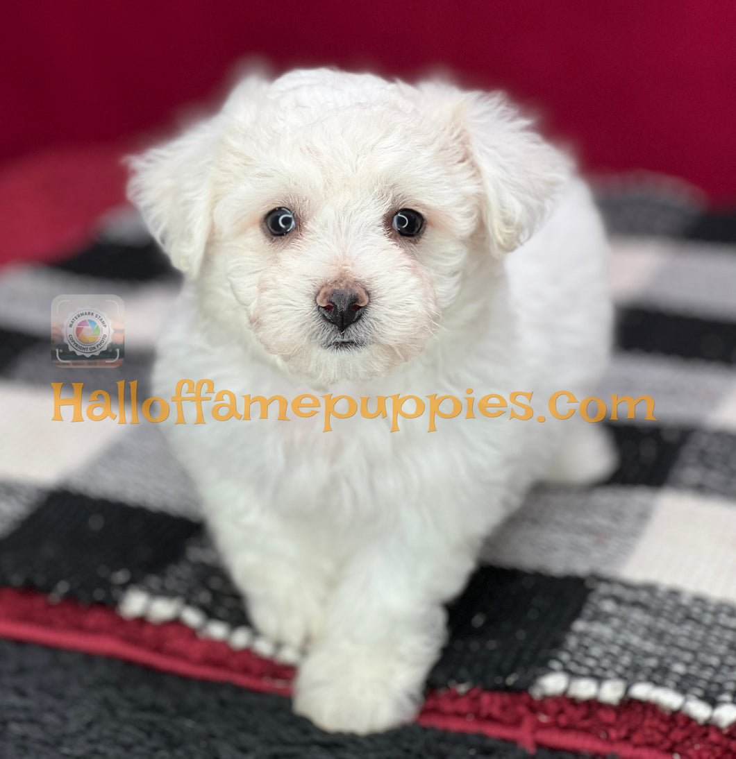 Dreamboat Annie - Bichon Frise puppy