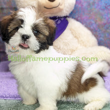 Load image into Gallery viewer, Waylon - Hypoallergenic Shih tzu puppy

