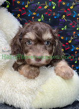 Load image into Gallery viewer, Creed is an F1b Mini Aussiedoodle - has been adopted!  Merry Christmas!
