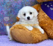 Load image into Gallery viewer, Dumplin - Maltese puppy
