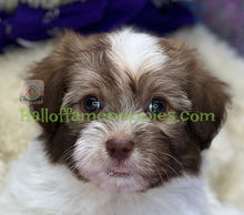 Load image into Gallery viewer, Toto - A hypoallergenic Havanese puppy
