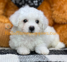 Load image into Gallery viewer, Ambrosia - Bichon Frise puppy
