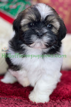 Load image into Gallery viewer, Holly - A hypoallergenic Shih tzu puppy
