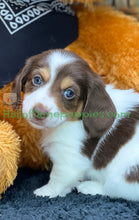 Load image into Gallery viewer, Annie is a long hair miniature Sable Piebald Dachshund puppy!
