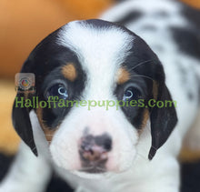 Load image into Gallery viewer, Amber is a Sable Piebald Short hair Mini Dachshund - has been adopted!
