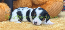 Load image into Gallery viewer, Amber is a Sable Piebald Short hair Mini Dachshund - has been adopted!
